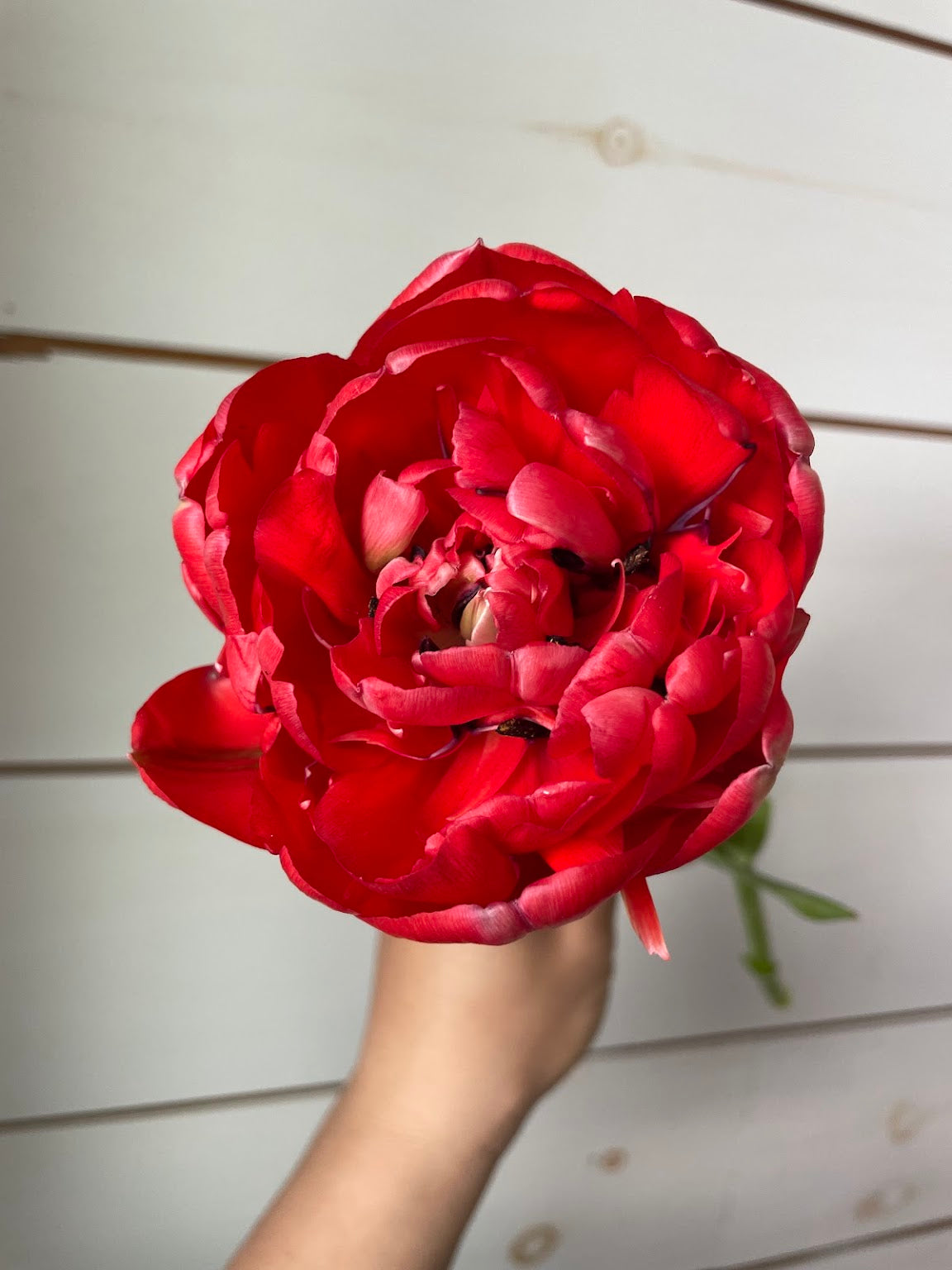 PRÉVENTE fête des mères 2026