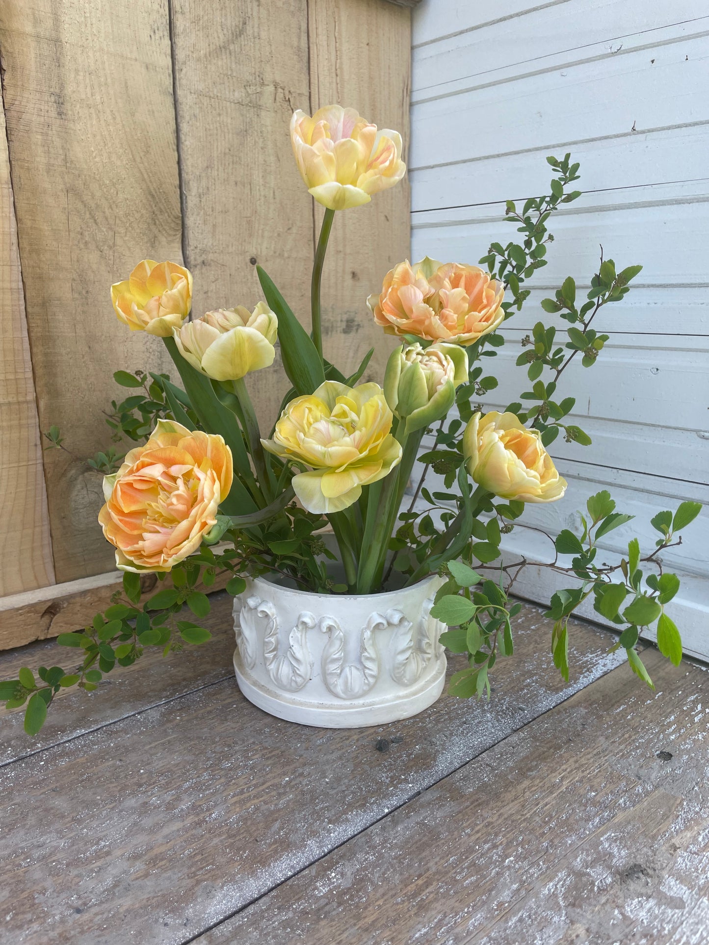 PRÉVENTE - Tulipe Foxy Foxtrot