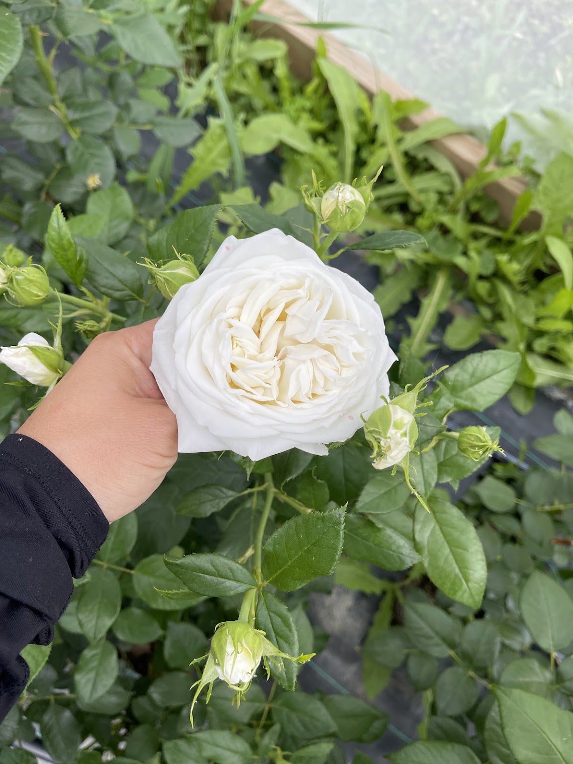 Roses pour fleuristes