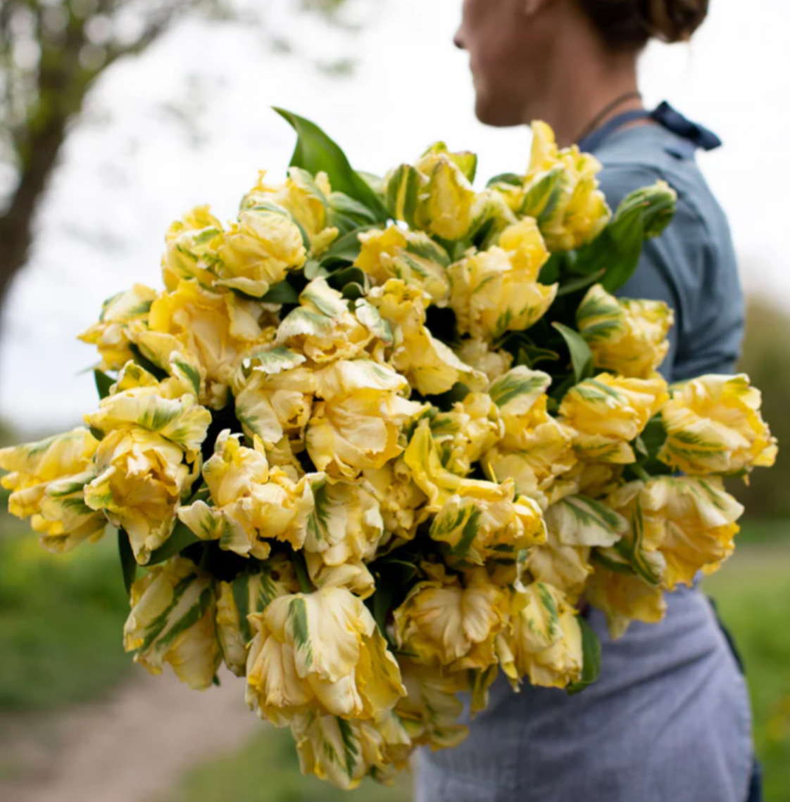 PRÉVENTE - YELLOW MADONNA