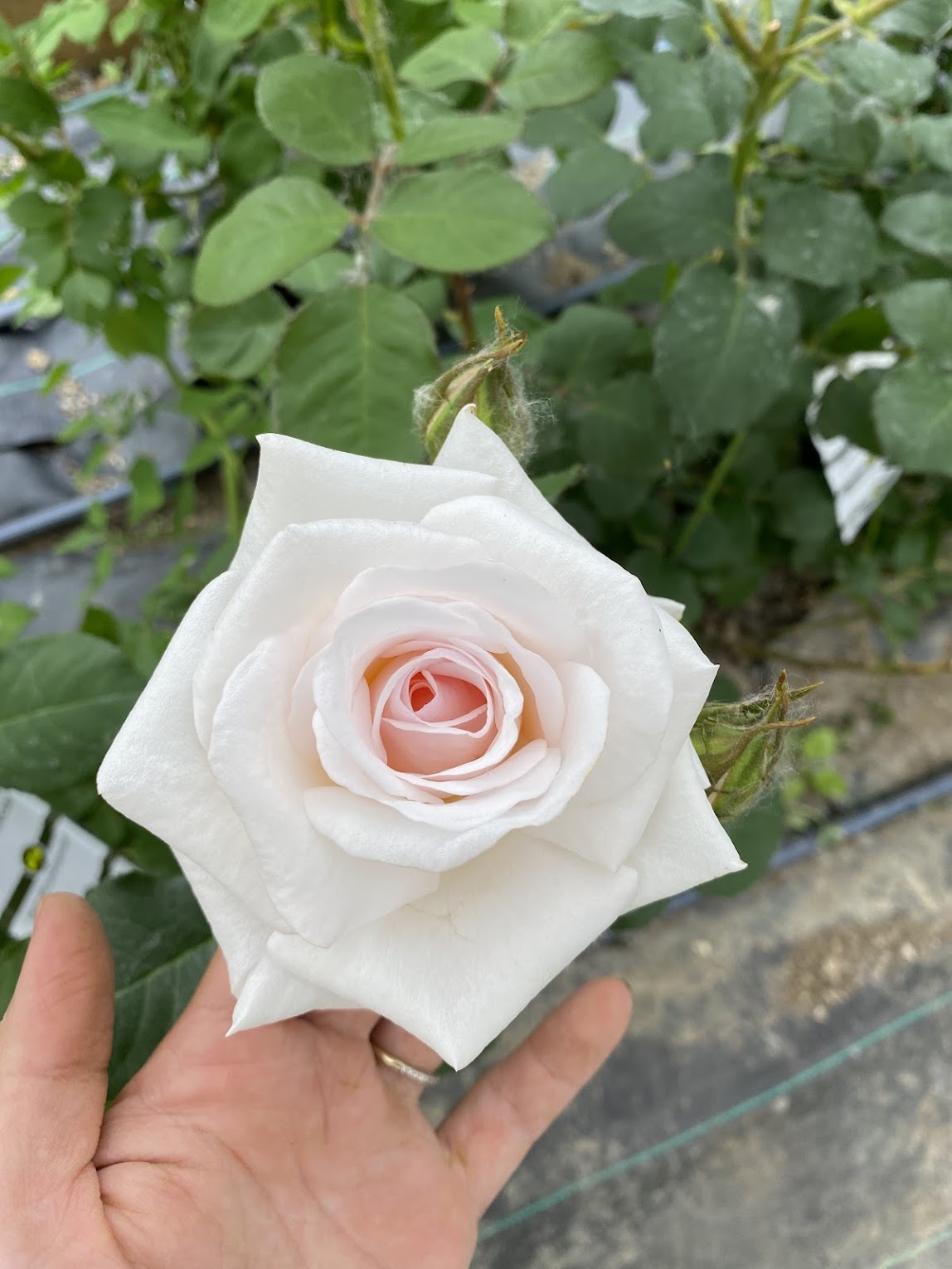 Anniversary blush - Prévente printemps 2026