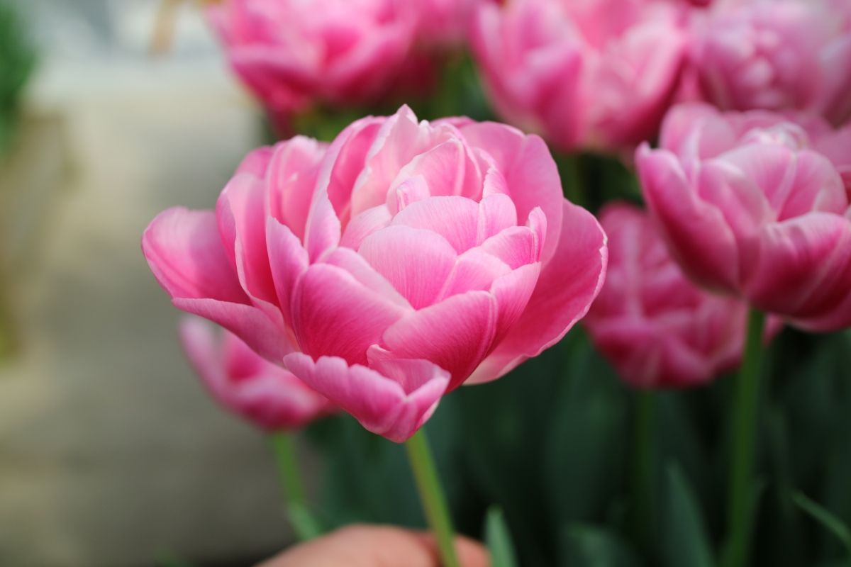 PRÉVENTE - Tulipe Voque