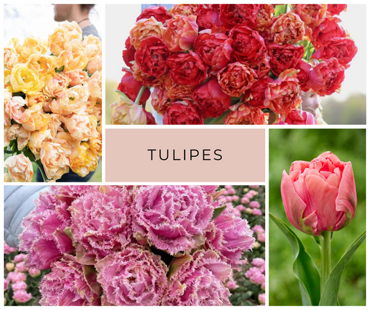 PRÉVENTE - MIX Tulipe
