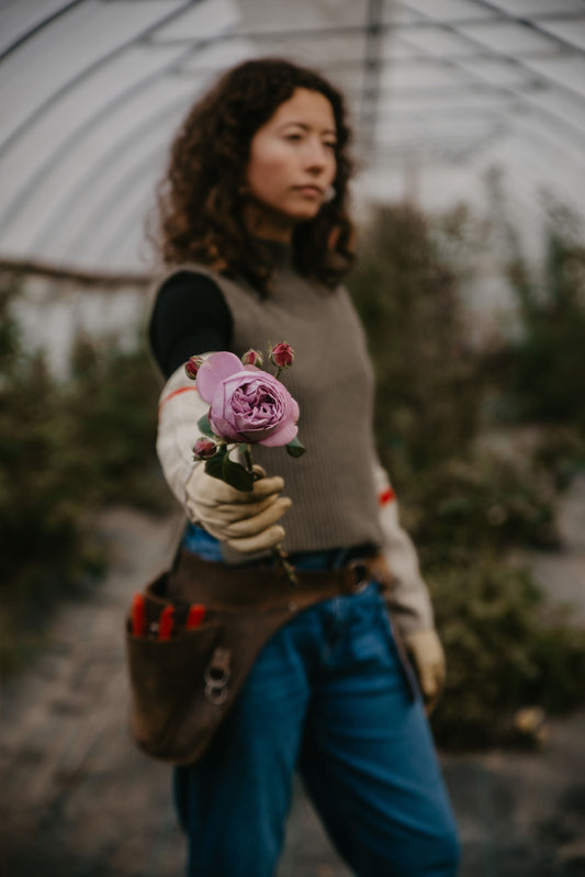 CONSULTATION: Culture des roses pour la fleur coupée au Québec