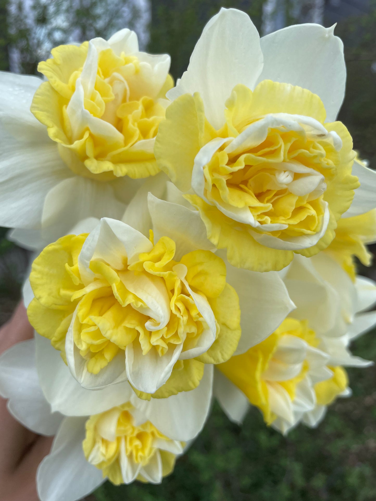 ABONNEMENT FLORAL 2026