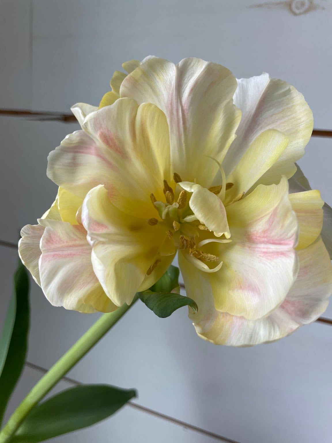 PRÉVENTE fête des mères 2026