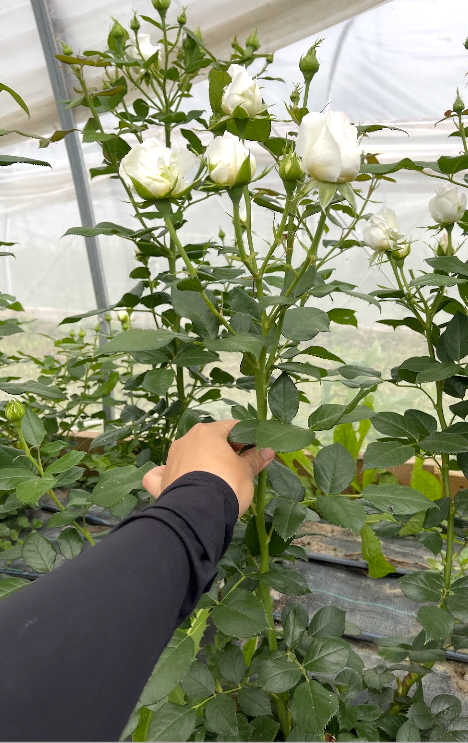 Roses pour fleuristes