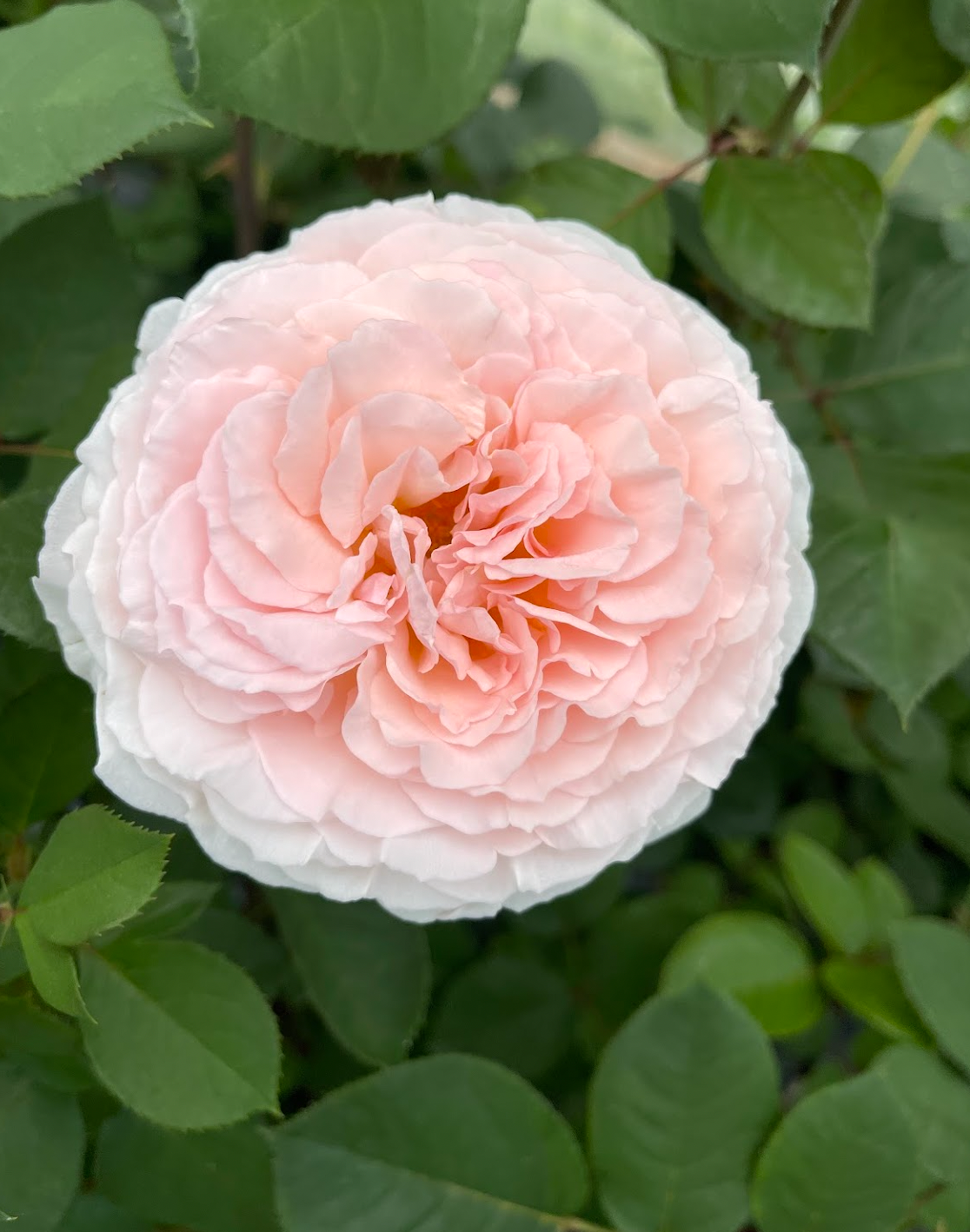 Roses pour fleuristes
