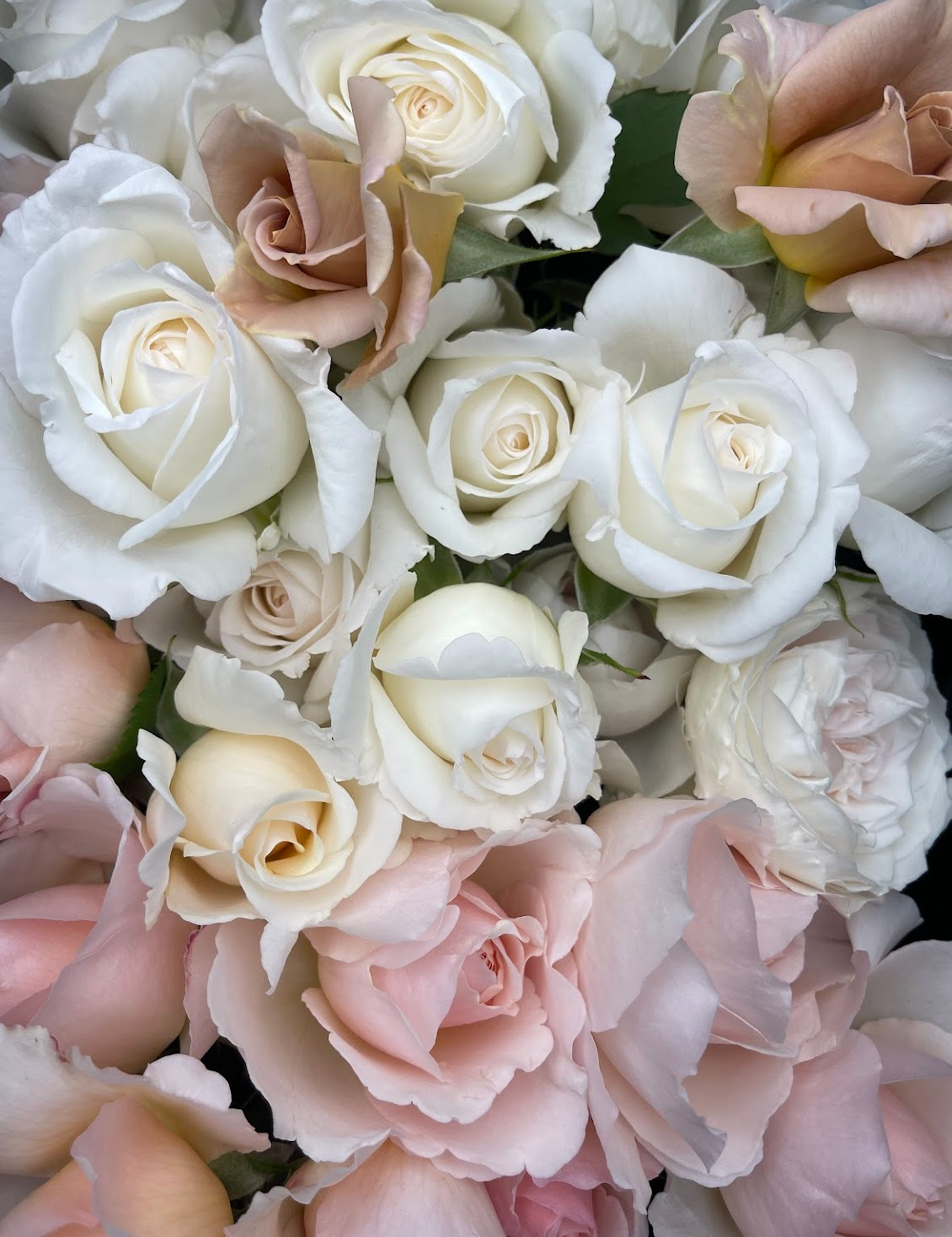 Roses pour fleuristes
