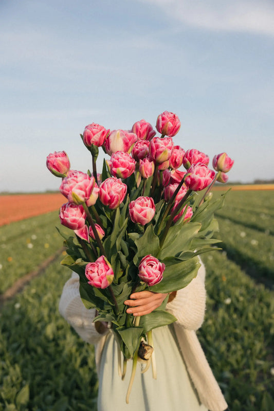 PRÉVENTE - Tulipe Voque